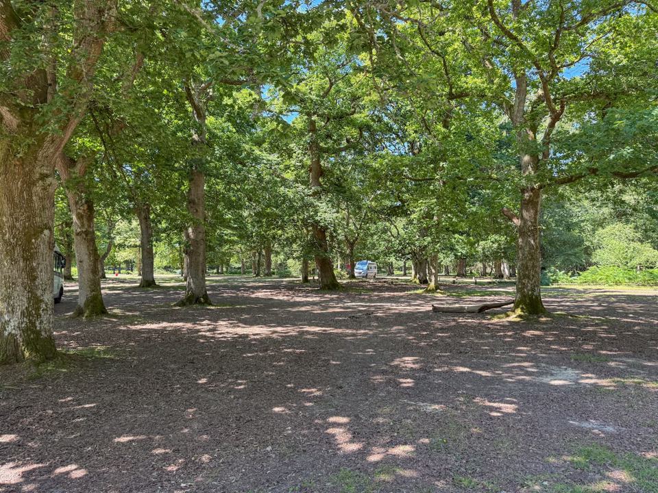 Dappled shade under the oaks