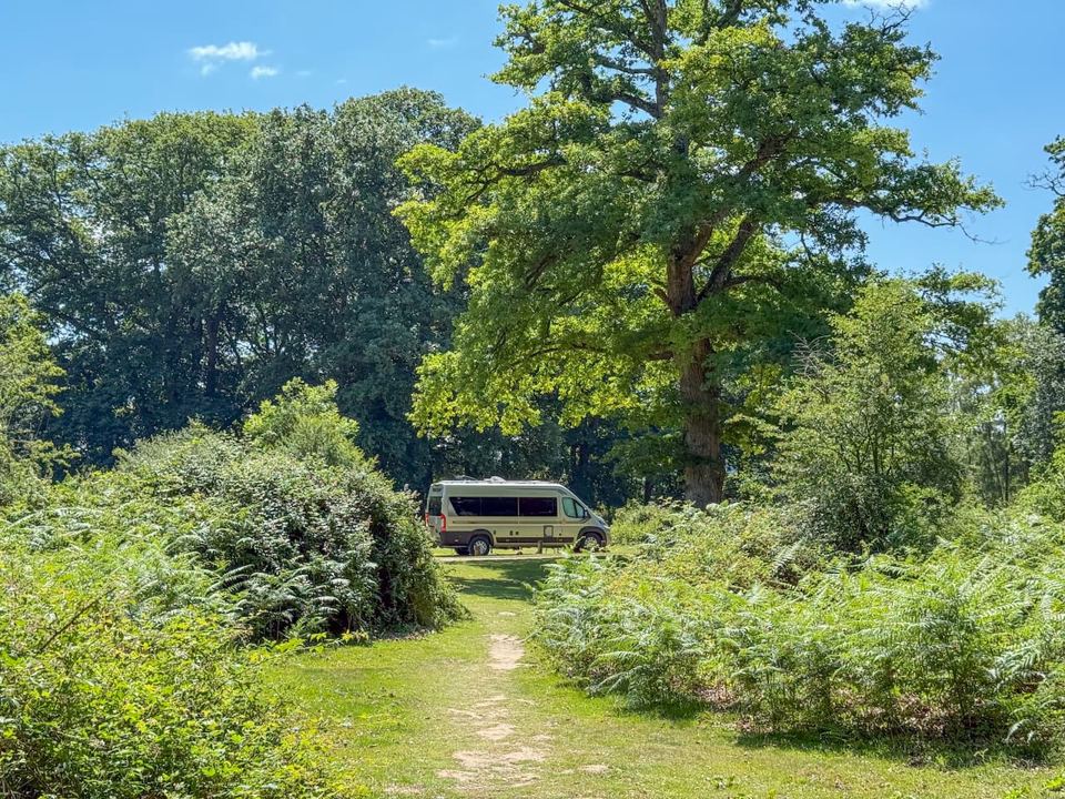 Campervan among the ferns
