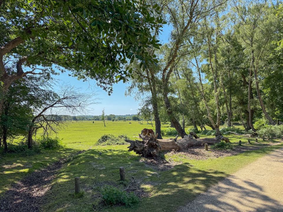 Open forest lawn beyond the trees