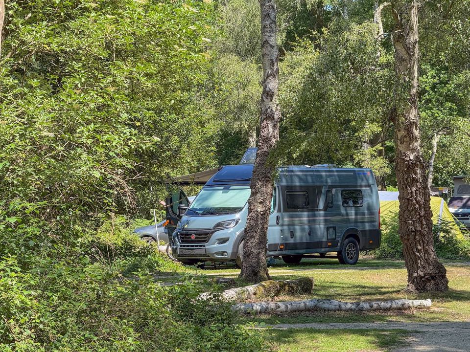 Campervan under birch trees