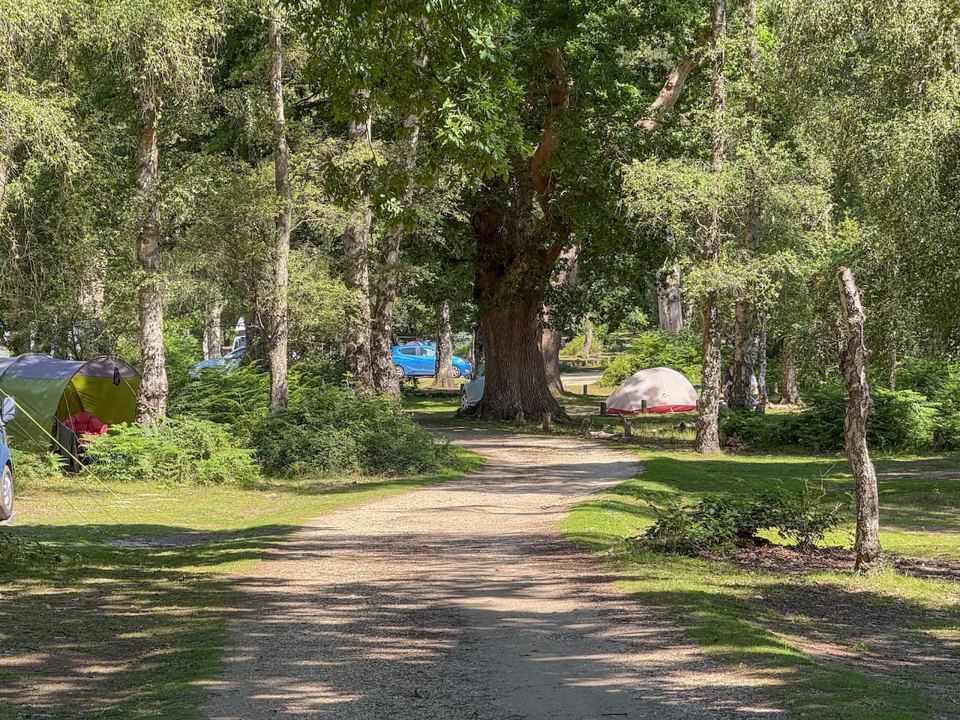 Tents under old oaks