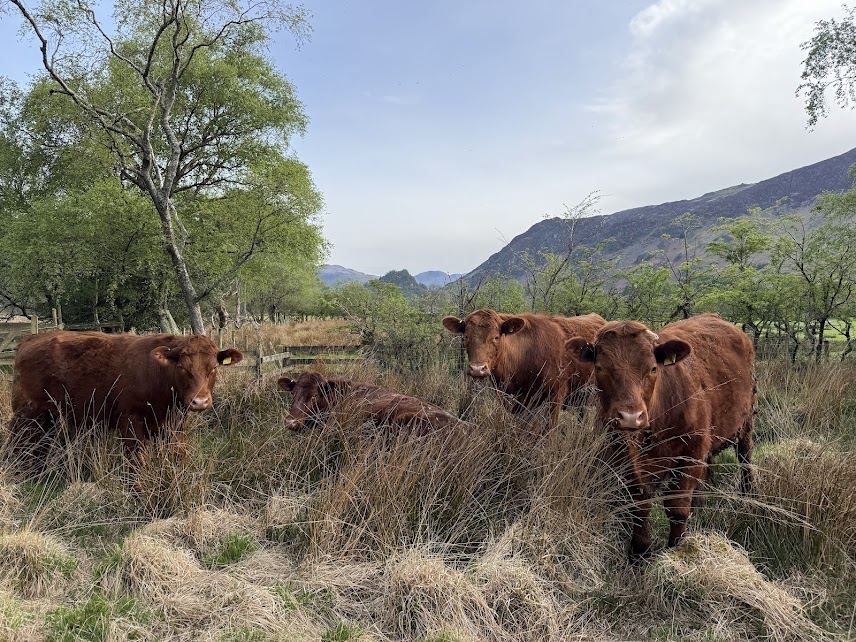 Cattle in the long grass