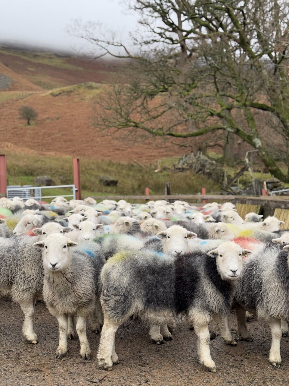 Sheep gathered by the wall