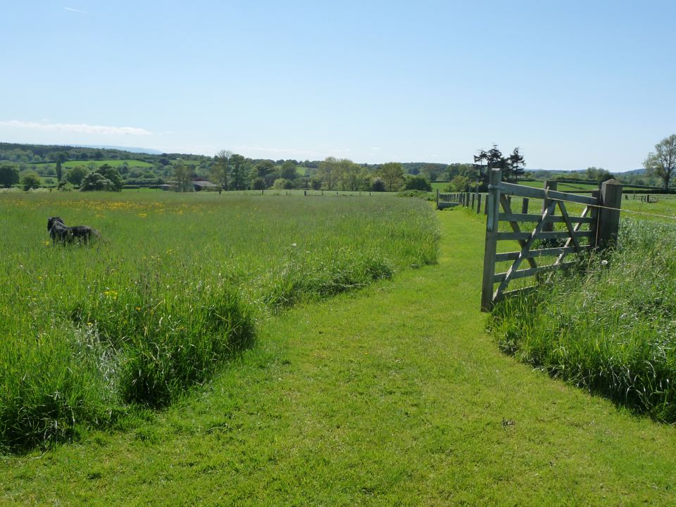 Mown path through the meadow