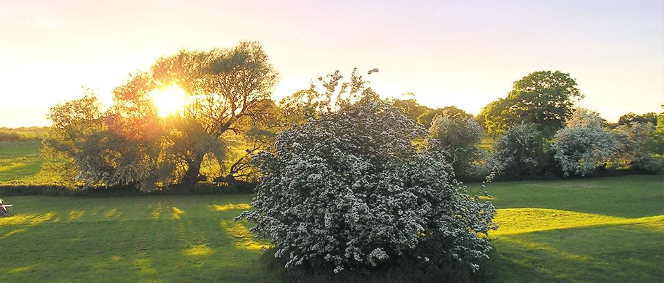 Evening sun over the grass