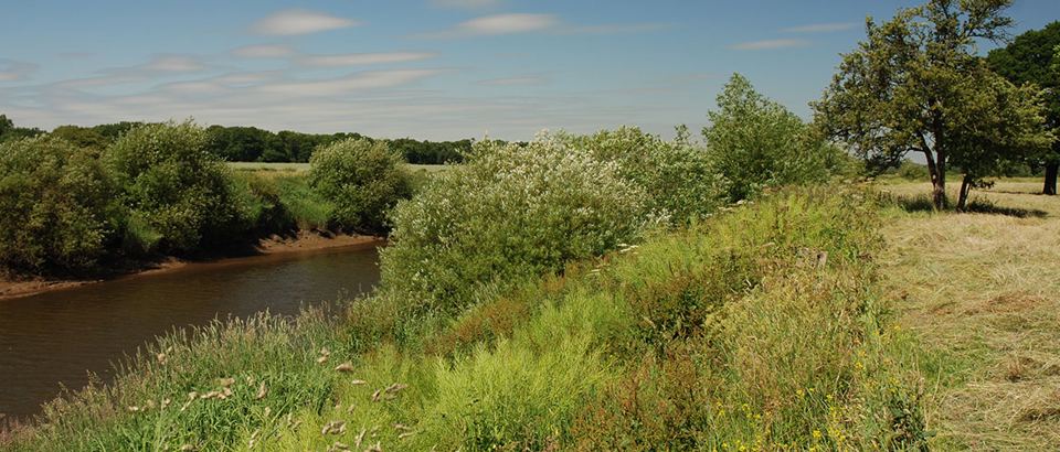 Riverbank walk
