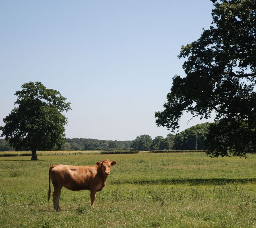 Cattle in the field