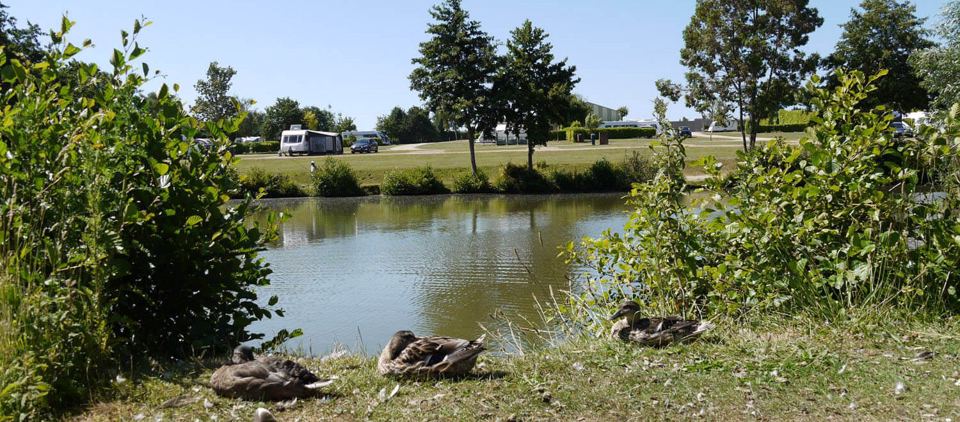 Ducks on the fishing lake