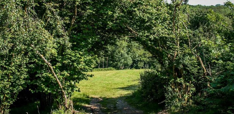 Path through the copses