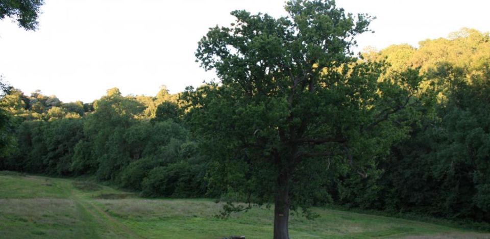 Oak tree beside a grass pitch