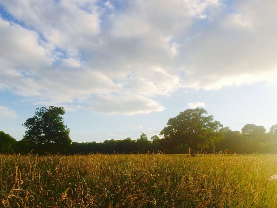 Meadow in evening light
