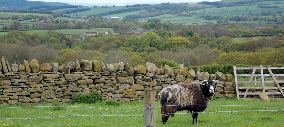 Sheep and valley beyond