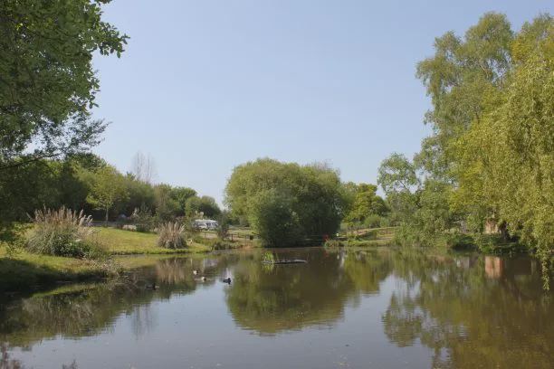 Pond with willows