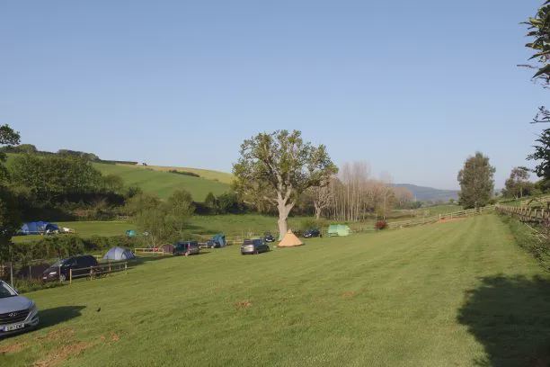Tents in a field under an oak