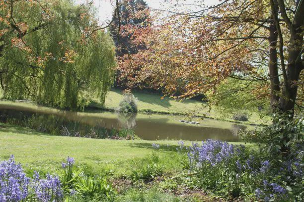 Pond with autumn trees