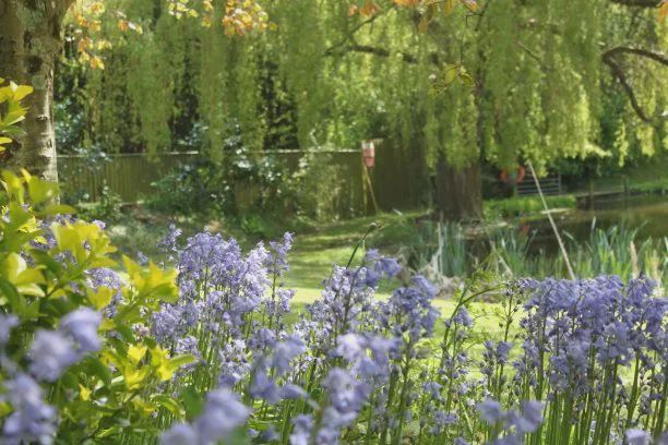 Bluebells beside the pond