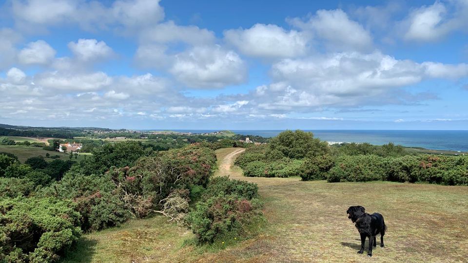 Heathland walk with sea views