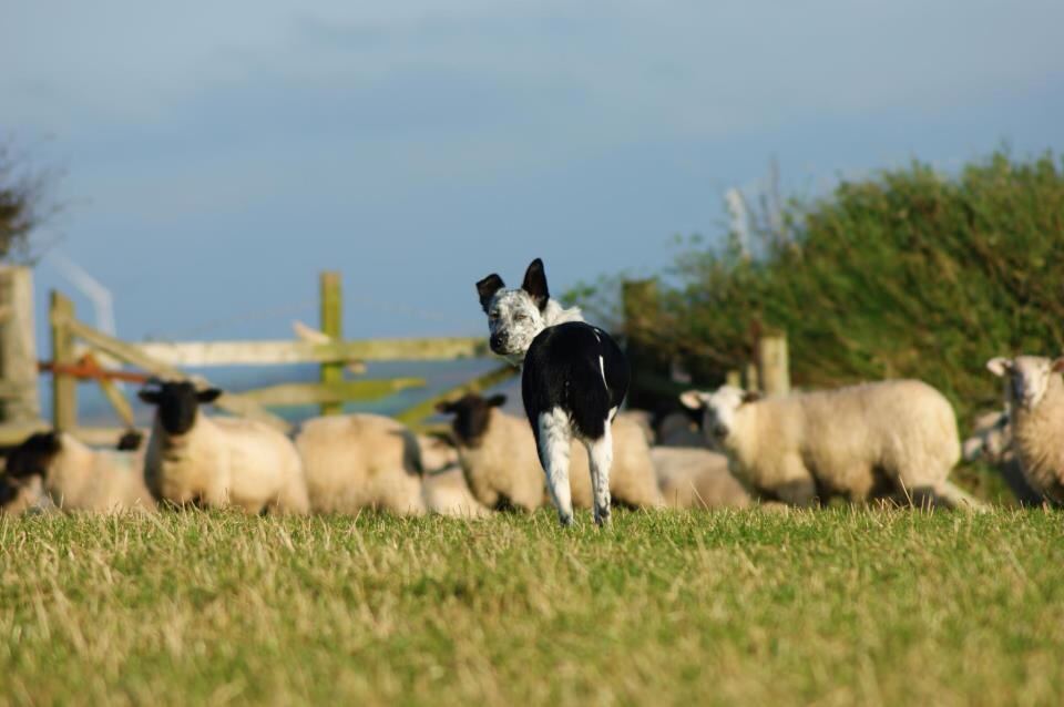 Sheep and a sheepdog