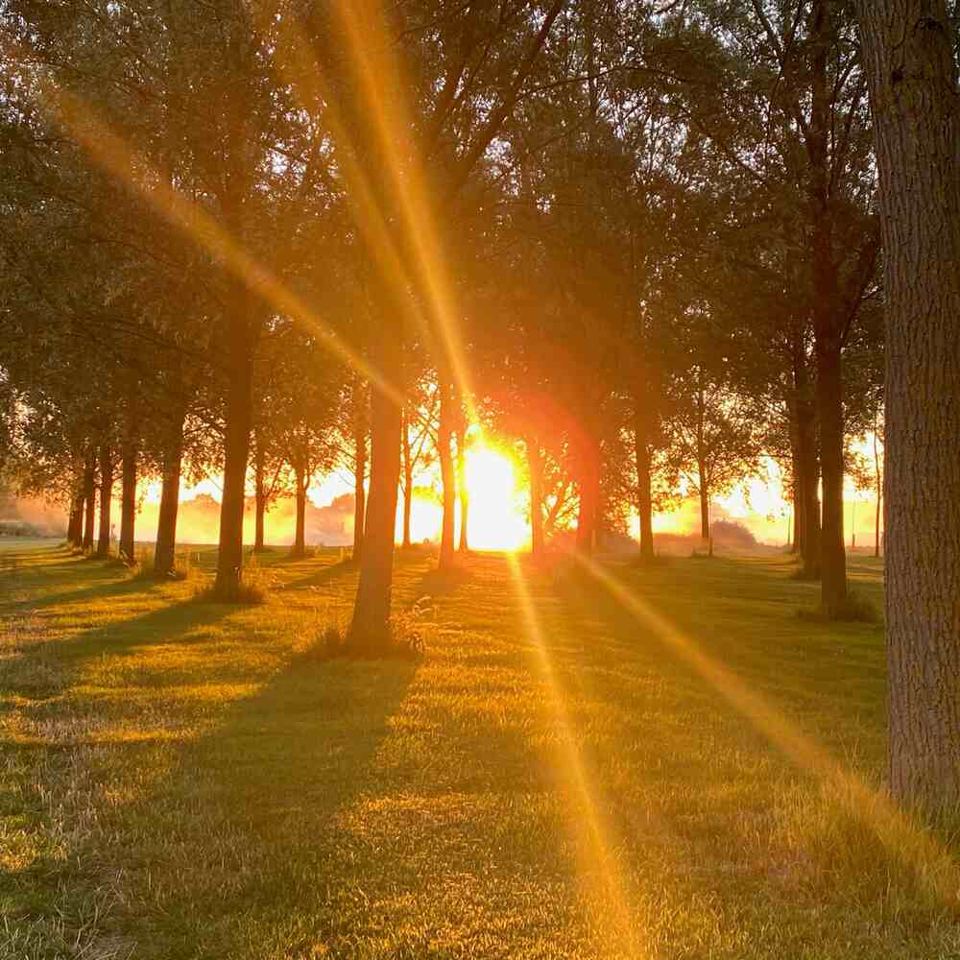 Sunset through the willow avenue
