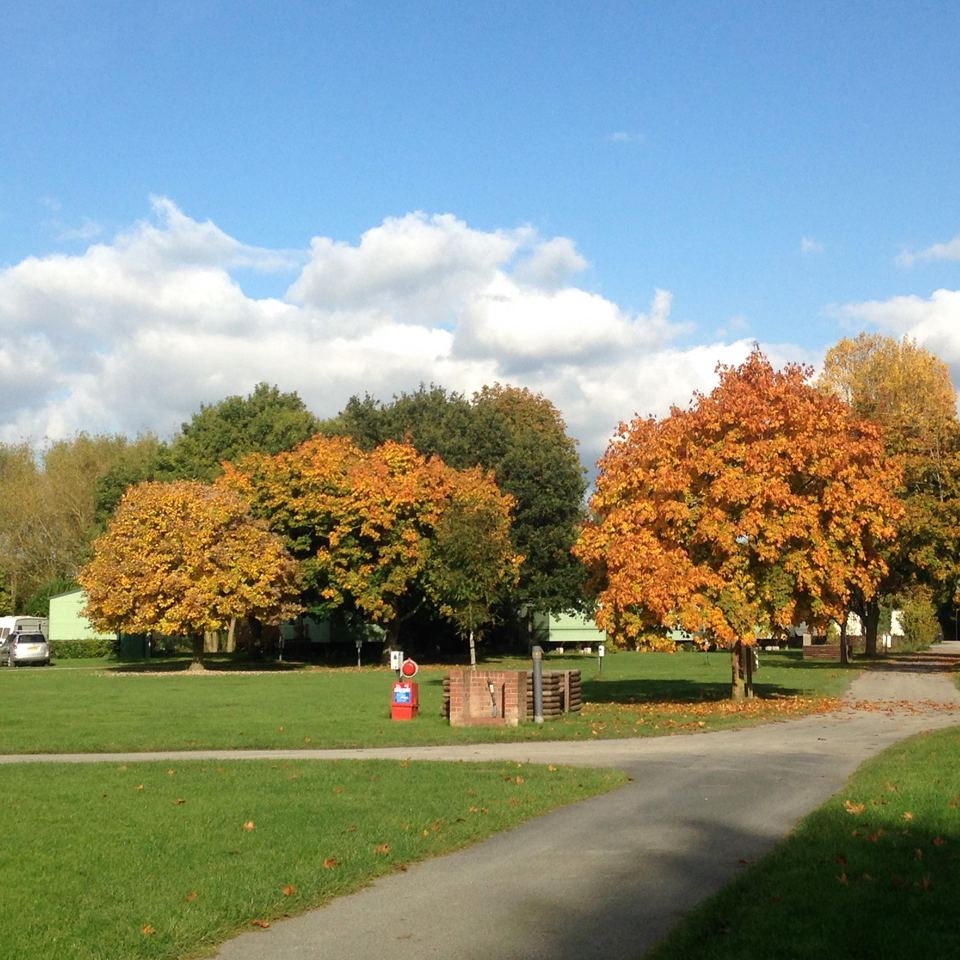 Park lawns in autumn