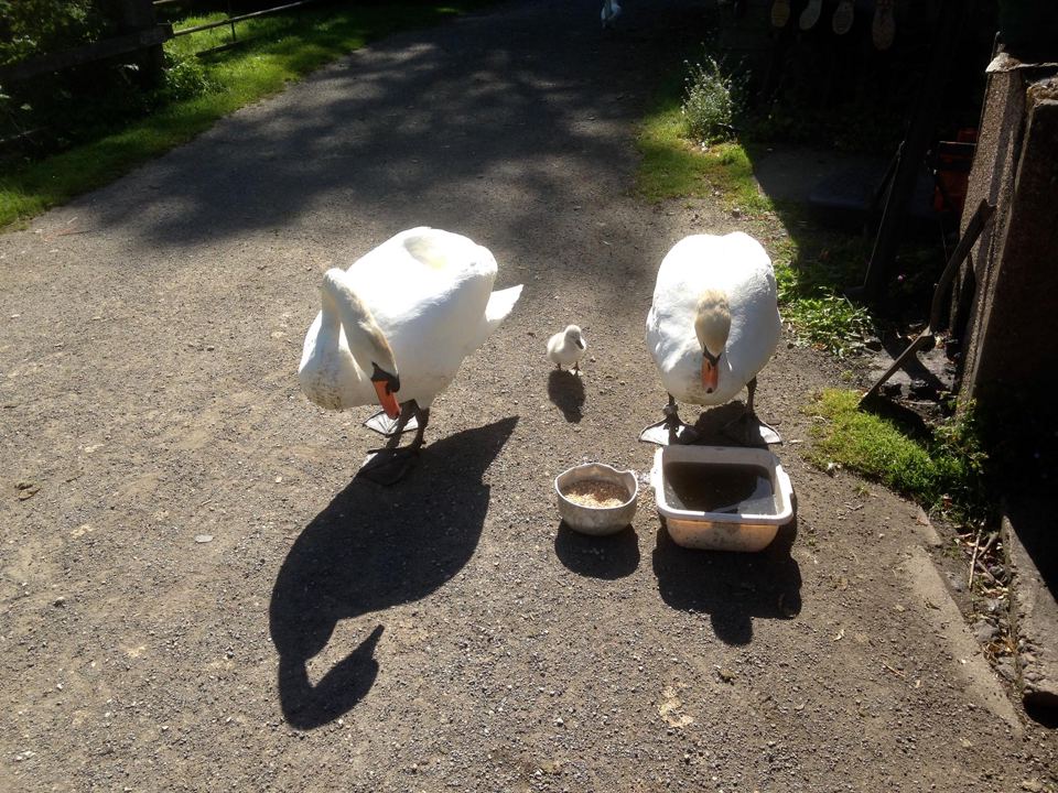 Swans on the path