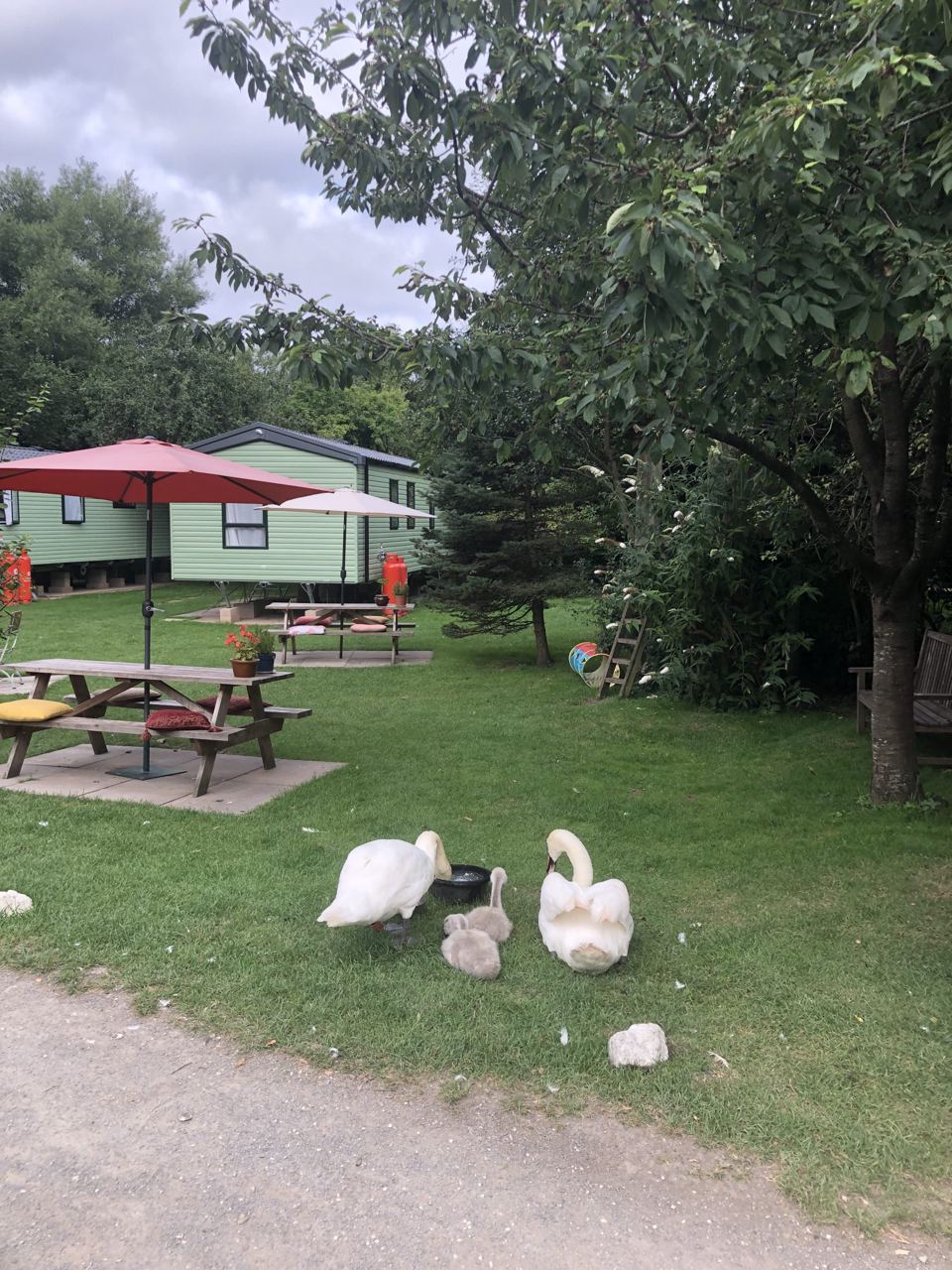 Swans by the picnic tables