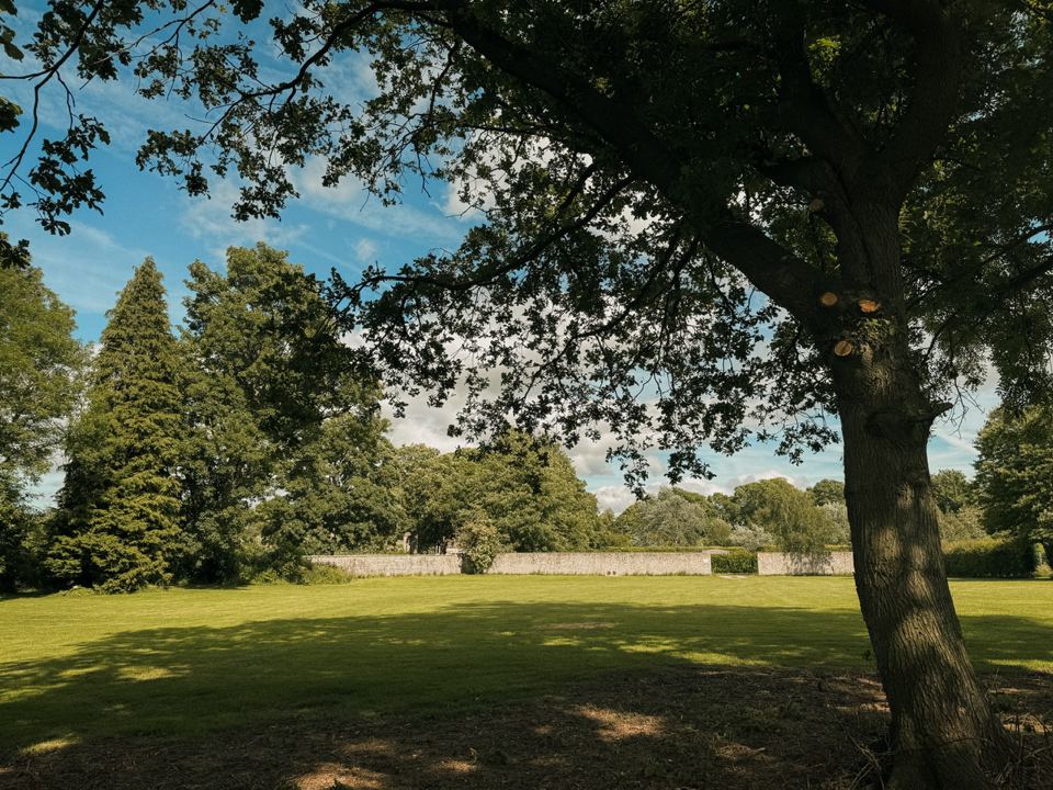 Grass under mature trees