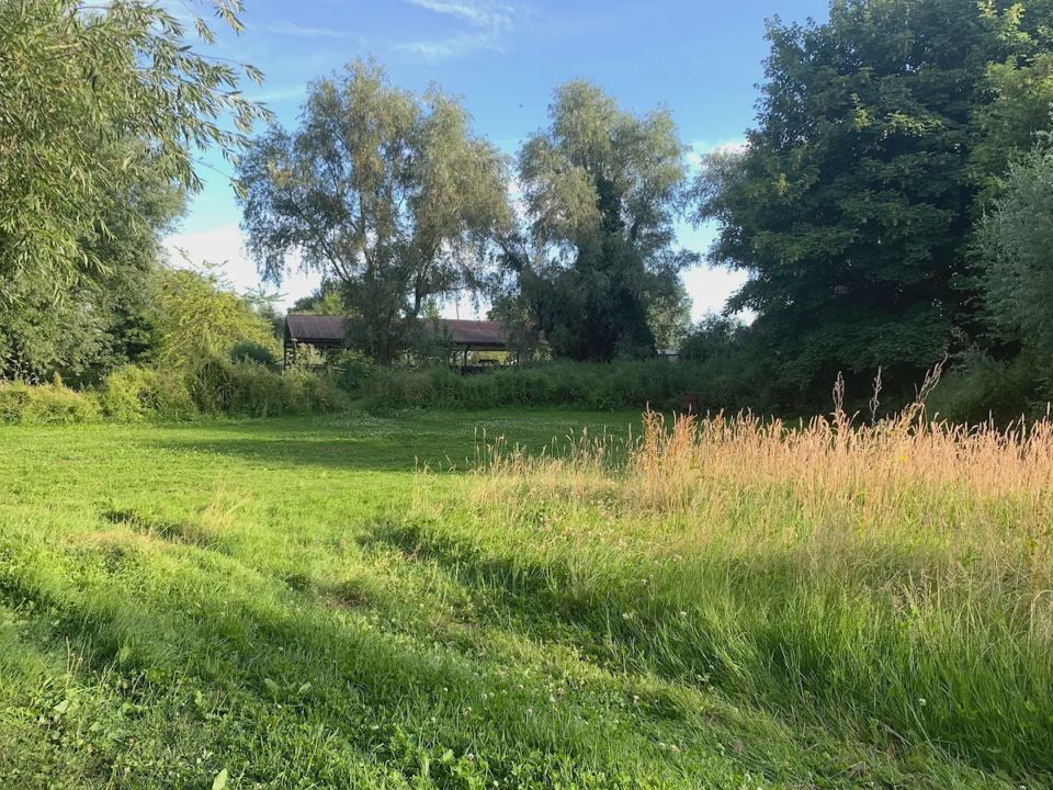 Open grass towards the trees