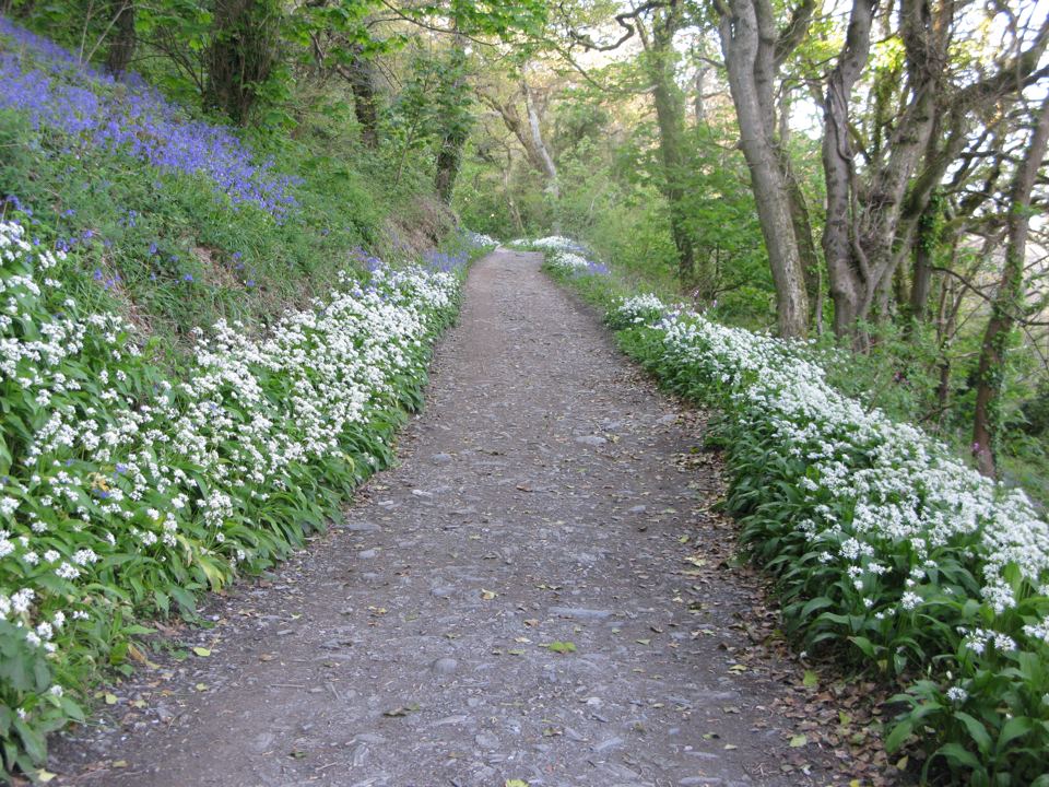 Wooded path in spring