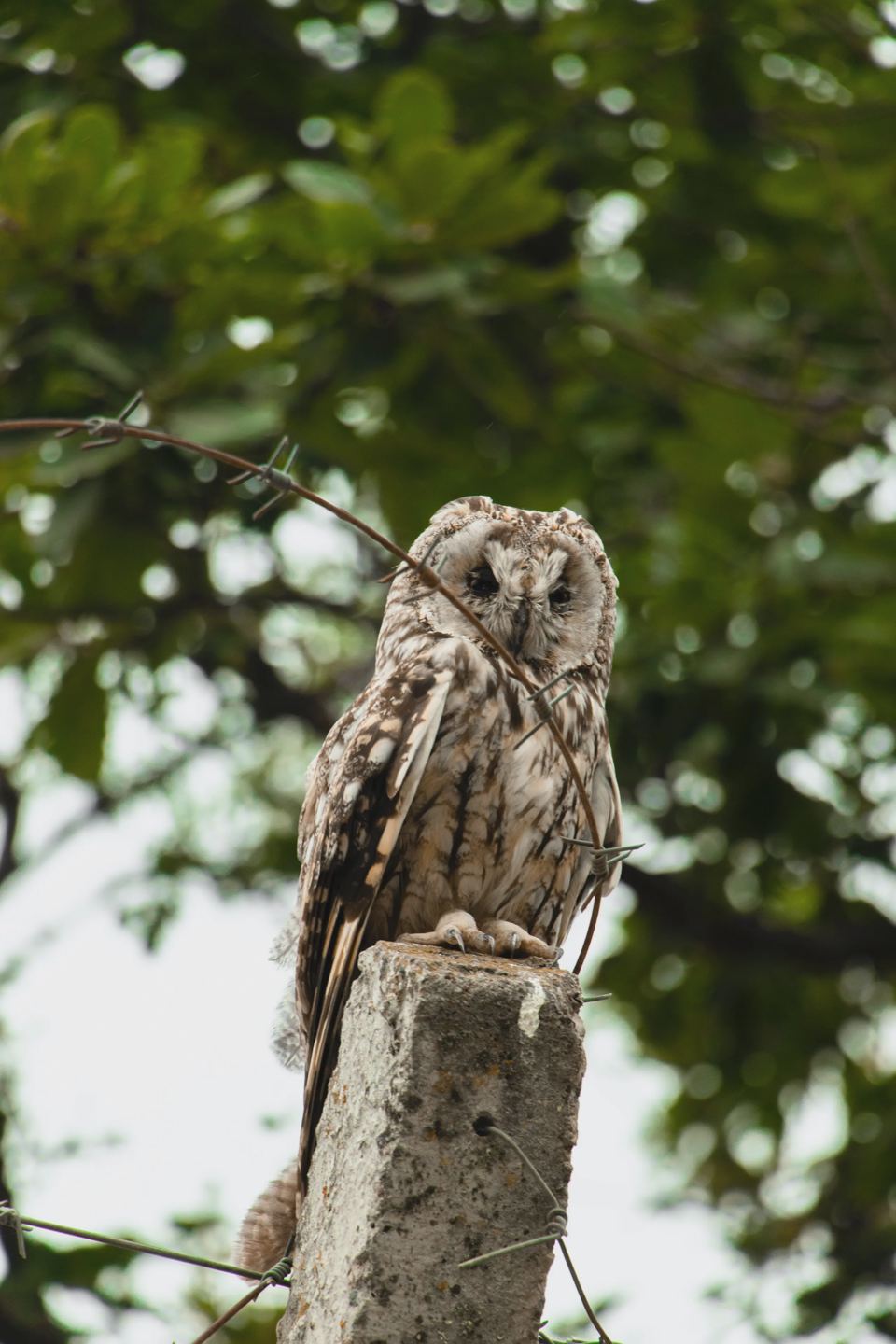 Owl on a post