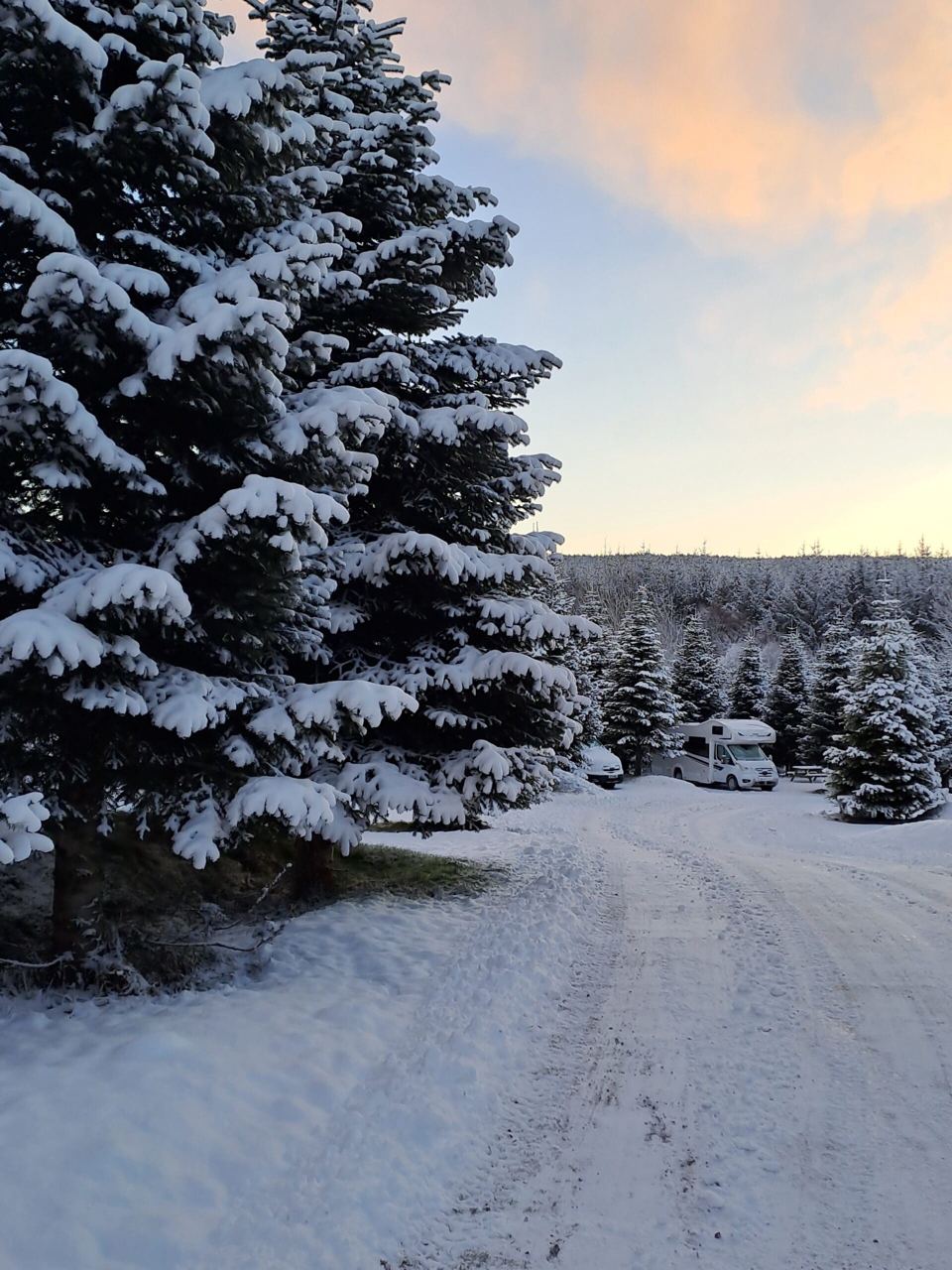 Pitches among snowy trees