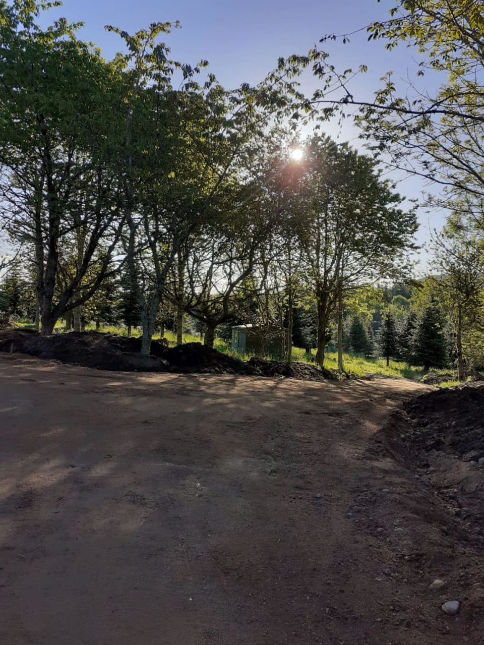 Cleared area under trees