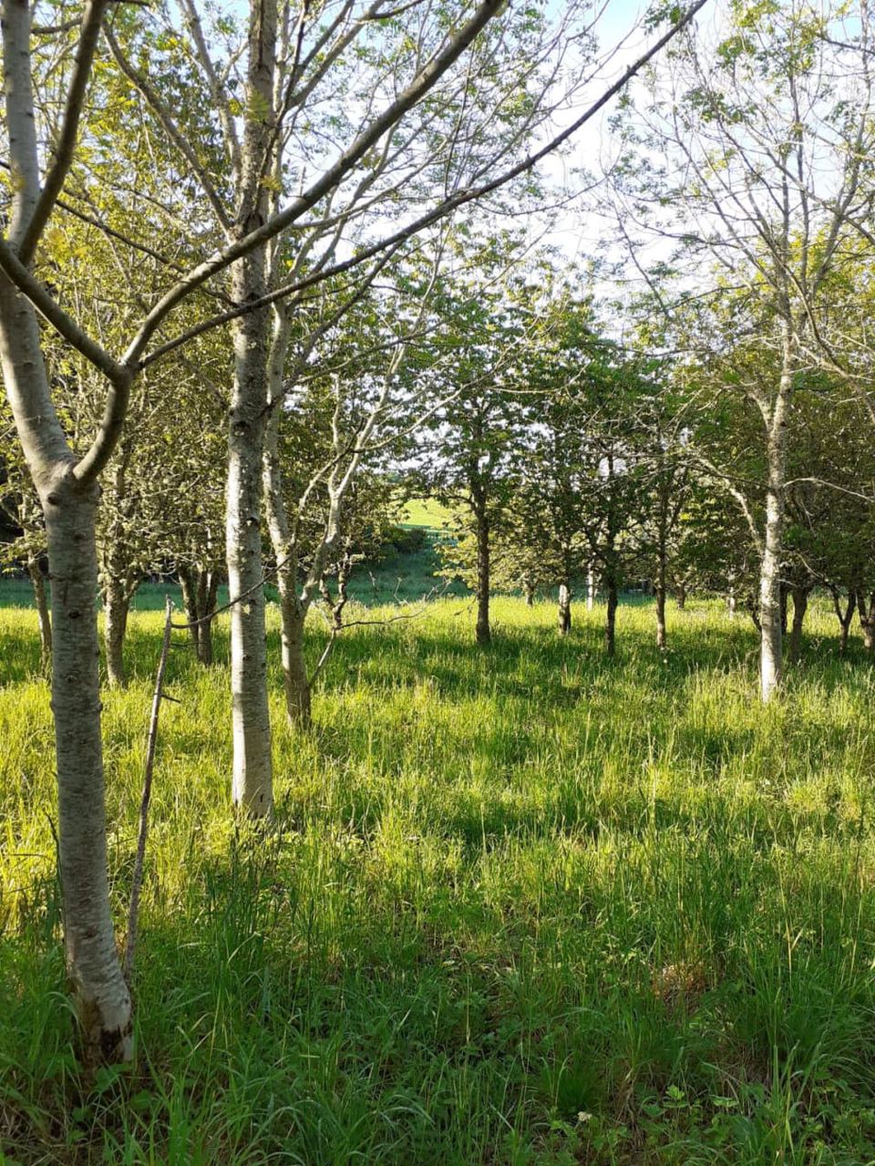 Birch trees beside the site