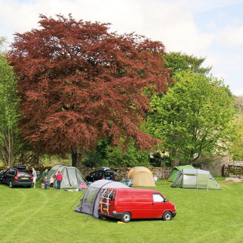 Tents and a campervan under the beech