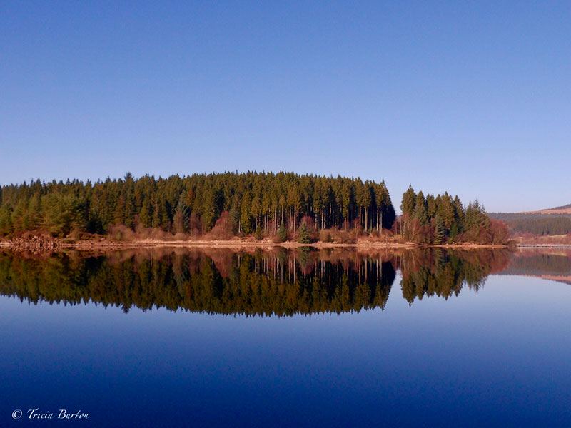 Forest reflected in the reservoir