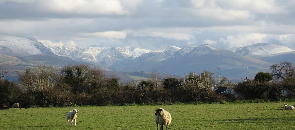 Sheep and Snowdonia peaks