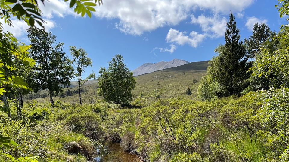Mountain view through birches