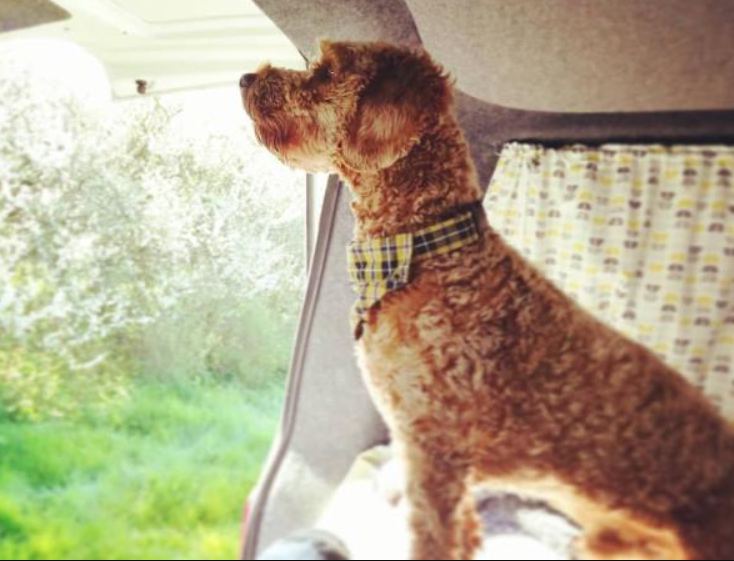 Dog in the camper window