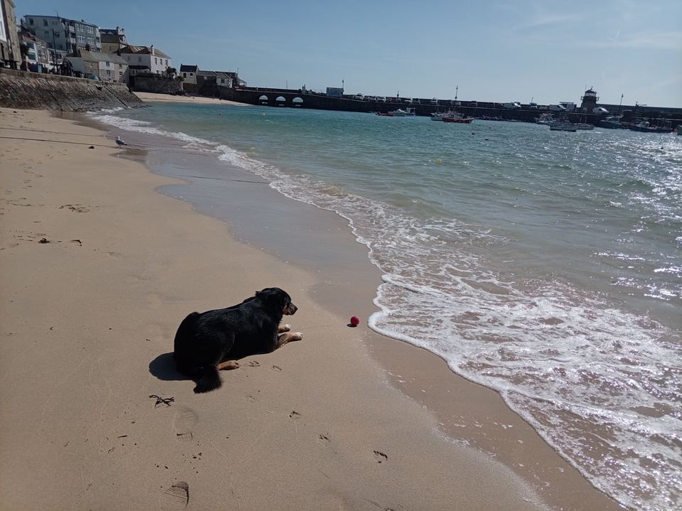 Dog on the sand by the waves