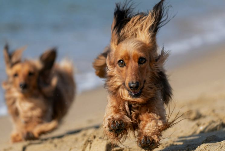 Two dogs running on the sand