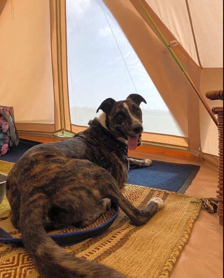 Dog lying in the bell tent