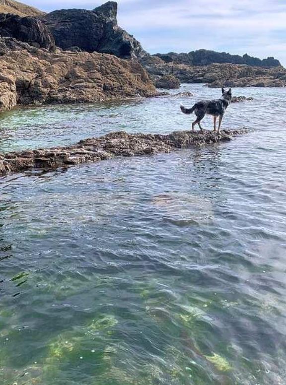 Dog on the rocks by the sea