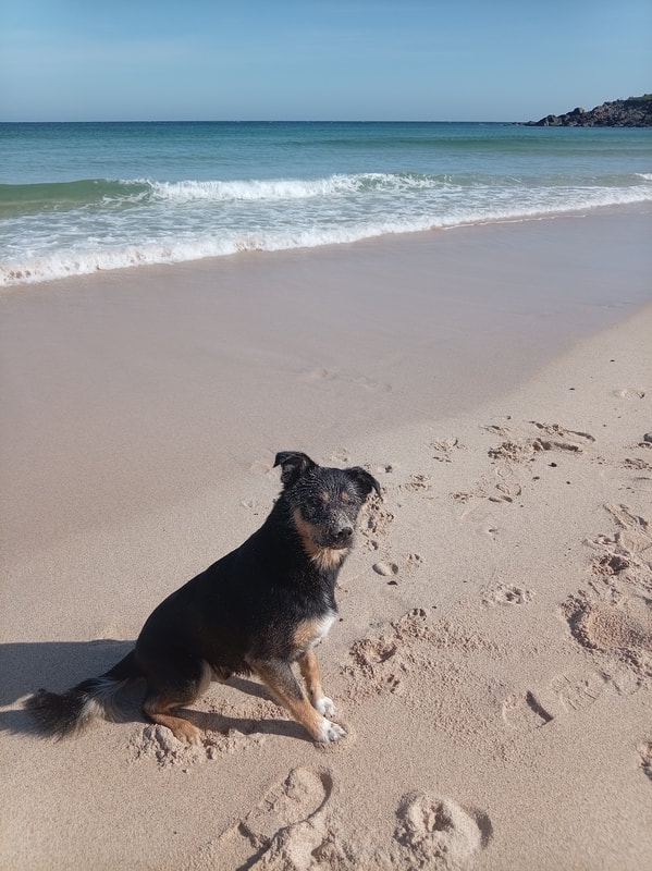 Dog on the beach