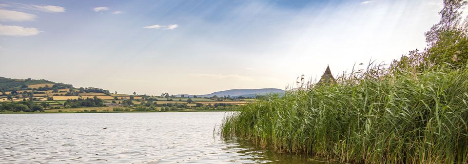 Reeds on the lake shore