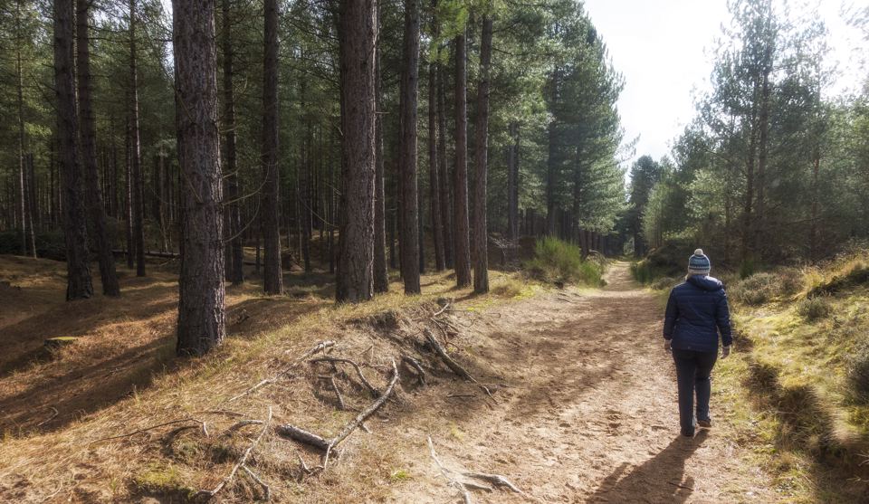 Walking in Tentsmuir Forest
