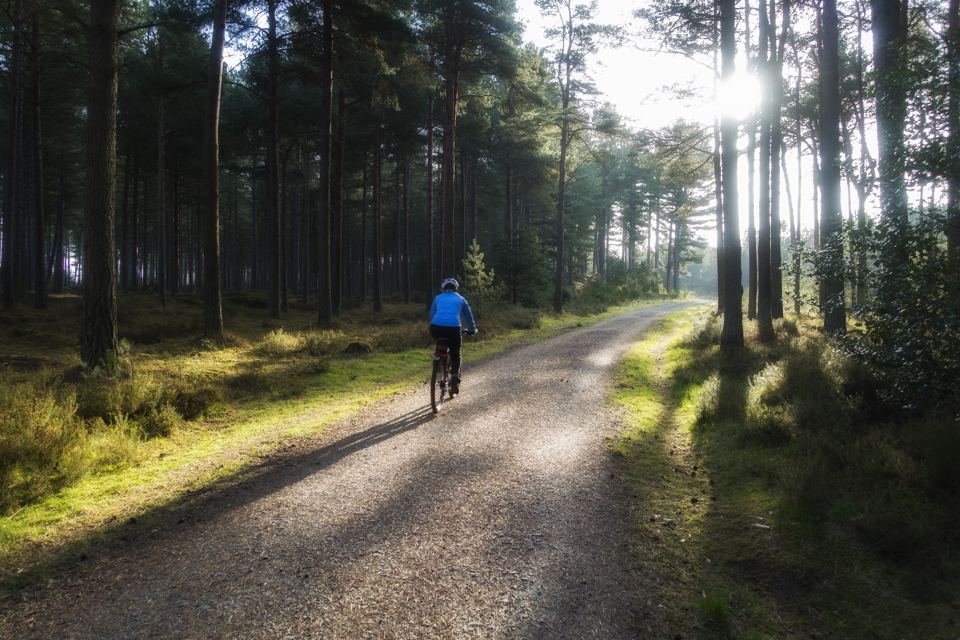 Forest track near the site