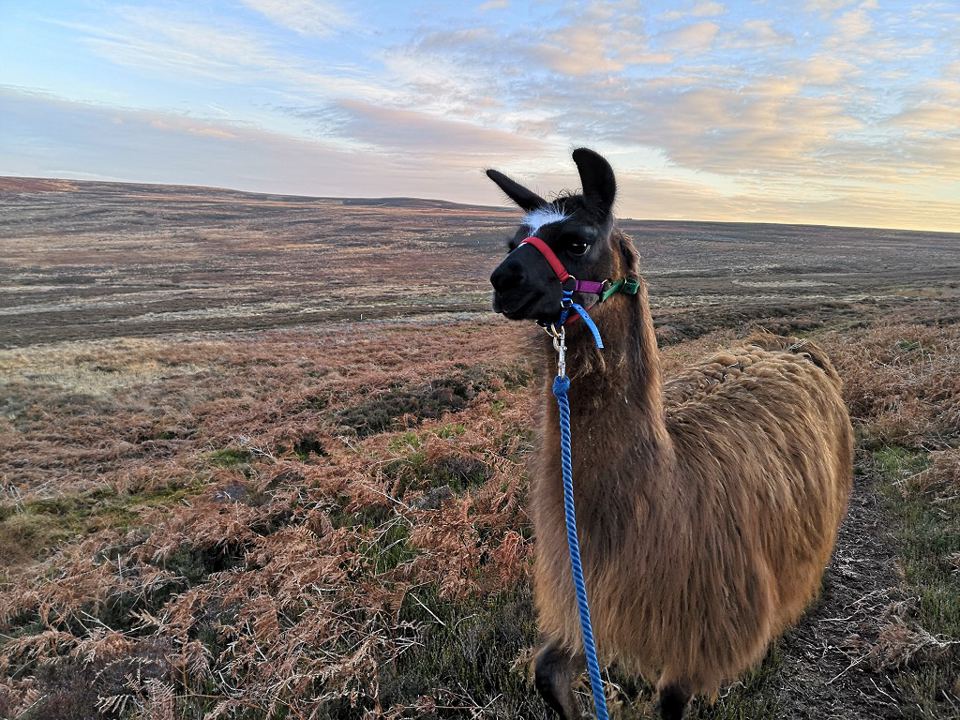 Llama on the heather moor