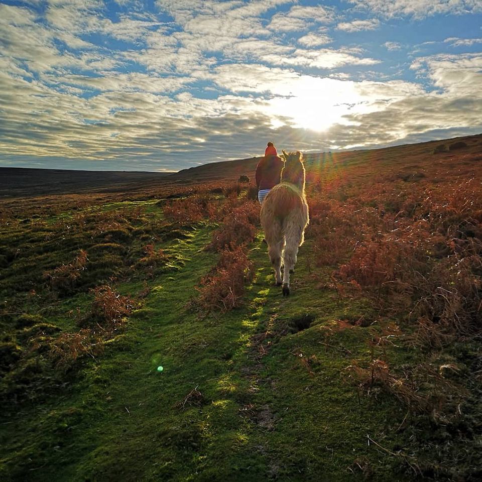 Leading a llama up the moor