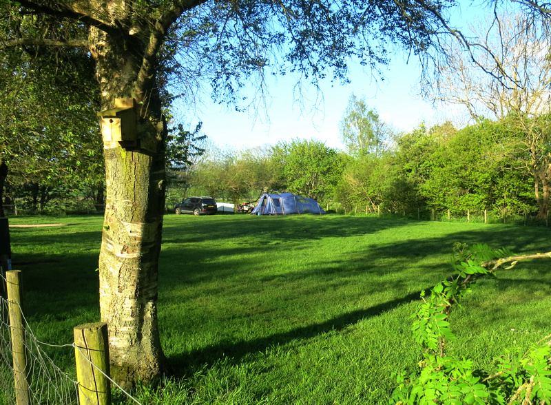 Tent pitch under the trees