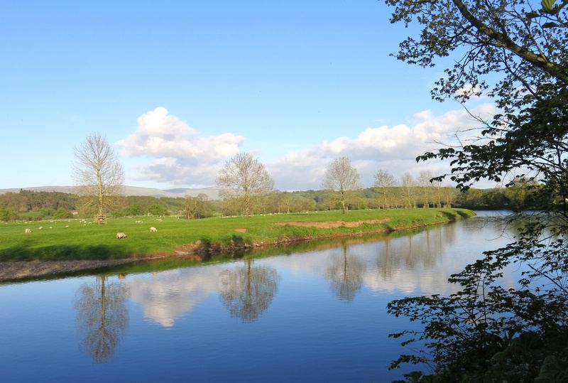 River Eden with sheep on the bank